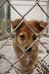 While visiting the Ark Animal Shelter, this puppy wandered to the fence for quick photo. 