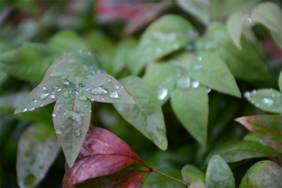 Massive rainfall has caused severe problems in the Carolinas. 