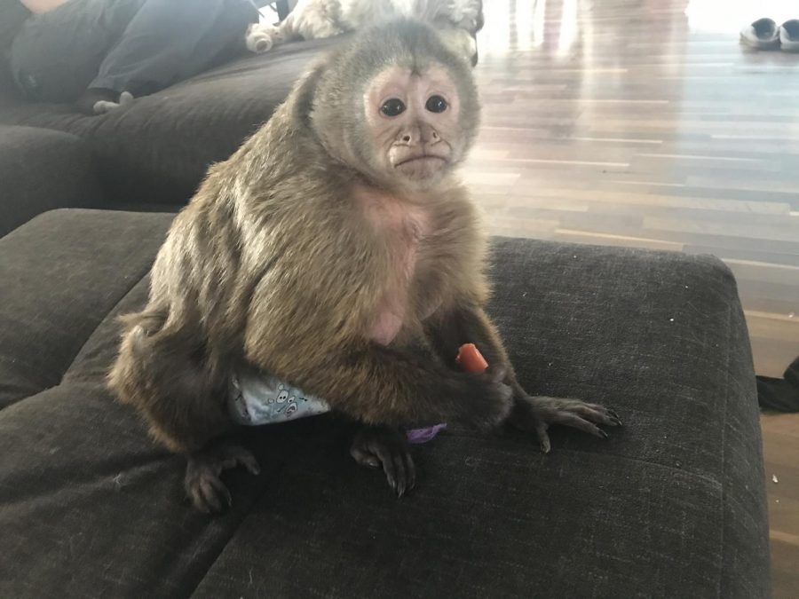 Capuchin Monkey Finds Home With Sophomore