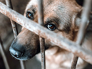 Pictures like these grace late night TV, pleading for people to take notice of animal cruelty and to fight to stop it.