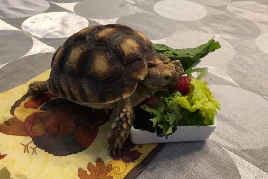 The North Alabama Zoological Societys turtle, Twickenham, nibbles on his lunch. 