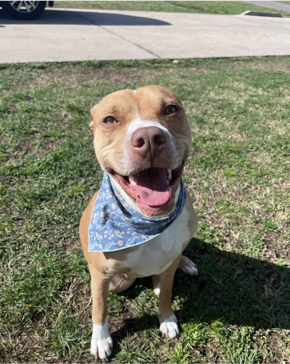 This pit bulls name is Harlee. She likes to dress up and go outside, play fetch and soak up as much sun as she can.