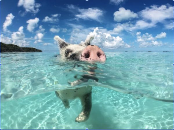 Pig swimming in Bahamas sea
           Image by: Google